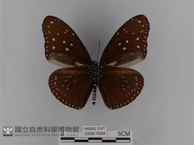 異紋紫斑蝶藏品圖，第2張