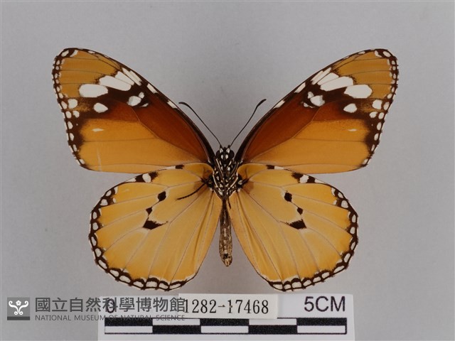 樺斑蝶藏品圖，第2張