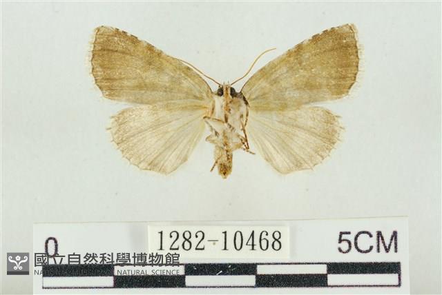 圍異波紋蛾藏品圖，第2張