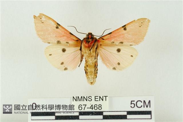 棍棒污燈蛾藏品圖，第2張