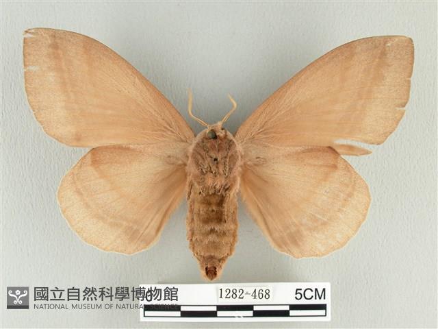 松大毛蟲藏品圖，第2張