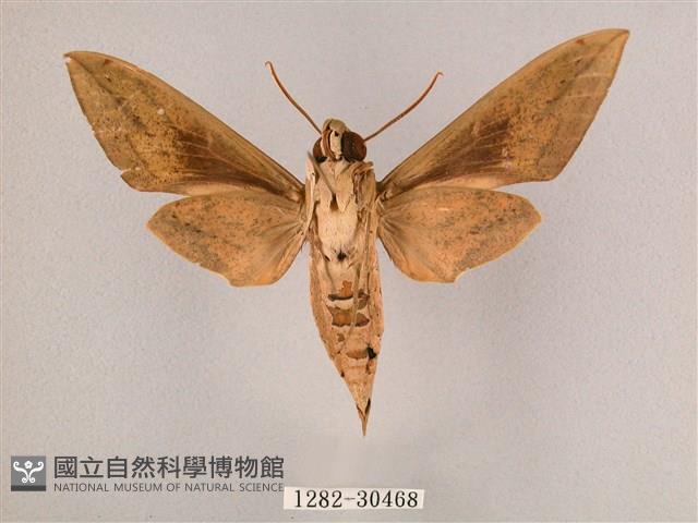 背帶斜紋天蛾藏品圖，第2張