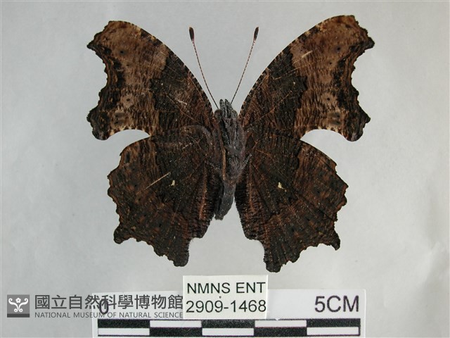 琉璃蛺蝶藏品圖，第2張