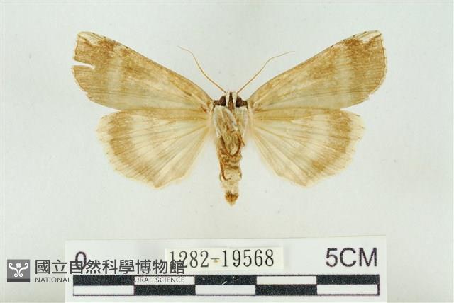 臺洒波紋蛾藏品圖，第2張