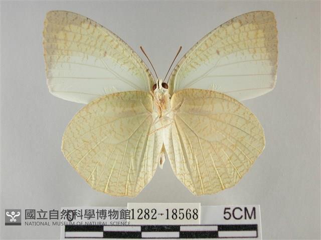 細波遷粉蝶藏品圖，第2張