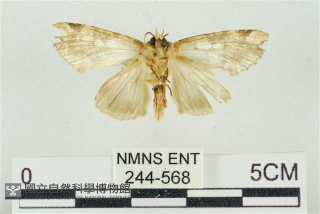 連珠波紋蛾藏品圖，第2張