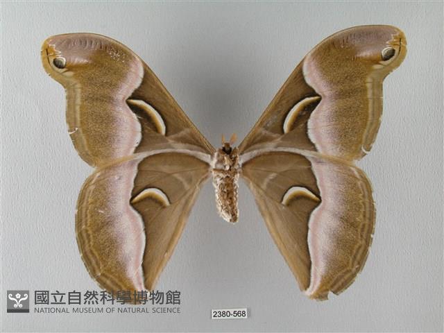 眉紋天蠶蛾藏品圖，第2張