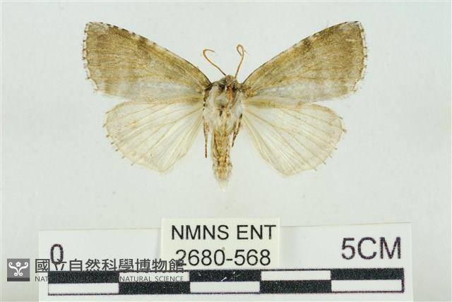 臺灣銀斑異波紋蛾藏品圖，第2張
