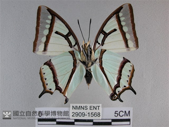 小雙尾蛺蝶藏品圖，第2張