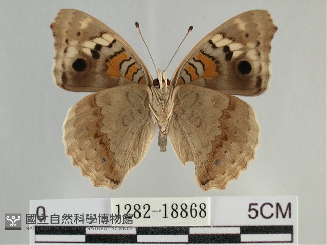 青眼蛺蝶、孔雀青蛺蝶藏品圖，第2張