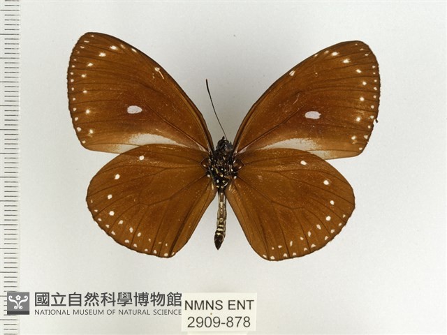 小紫斑蝶藏品圖，第2張