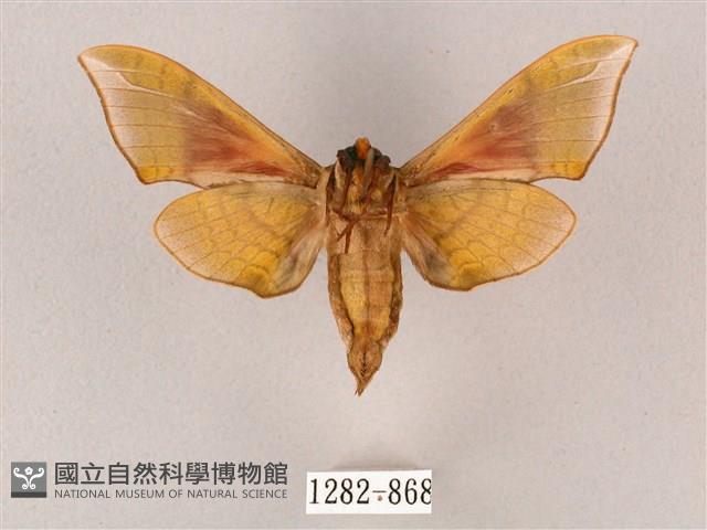 榆綠天蛾藏品圖，第2張