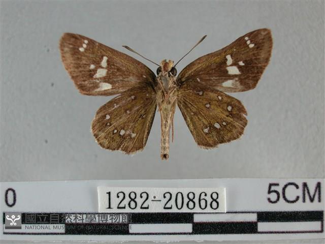 白斑弄蝶藏品圖，第2張