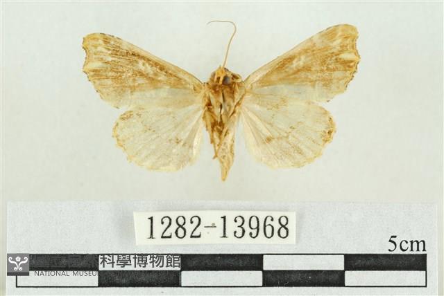 紅暈散紋夜蛾藏品圖，第2張