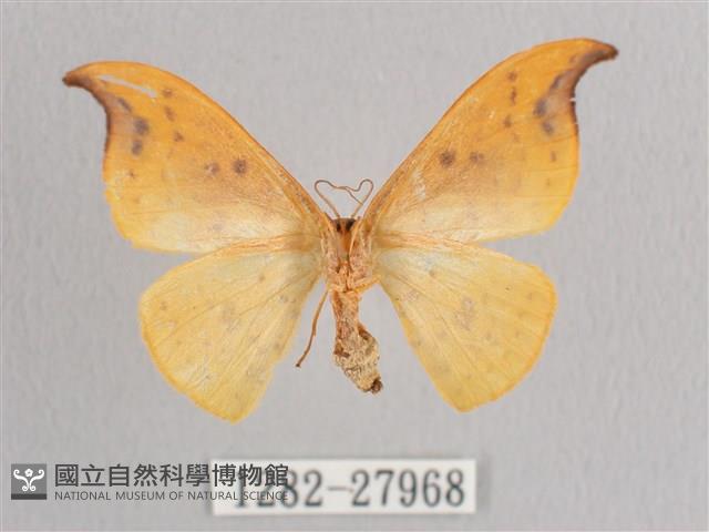 銀斑黃鉤蛾藏品圖，第2張