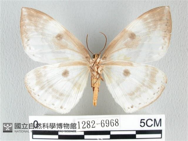 圓翅大鉤蛾藏品圖，第2張