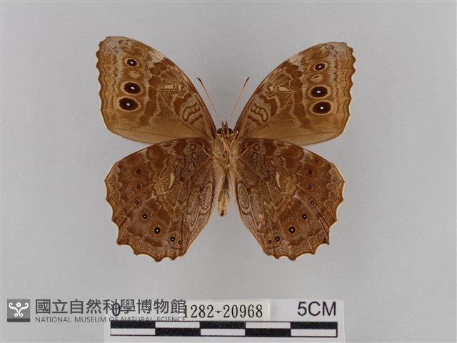 褐翅蔭眼蝶藏品圖，第2張