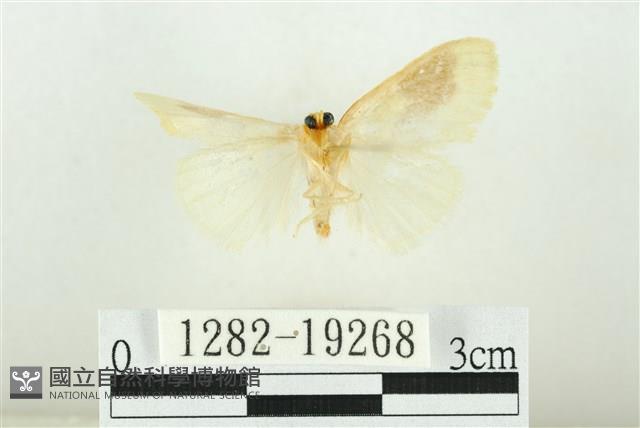 寬紋黃毒蛾藏品圖，第2張