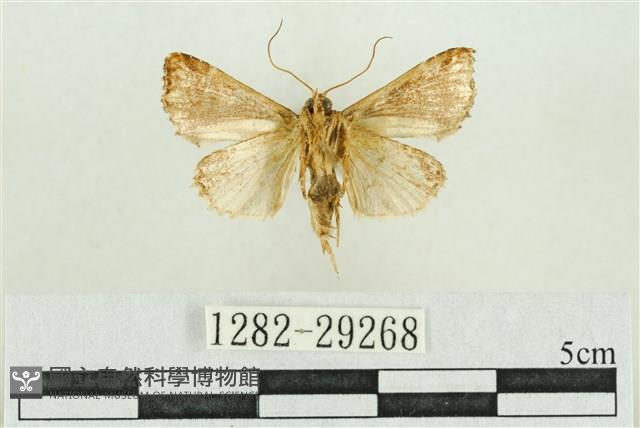 弧角散紋夜蛾藏品圖，第2張