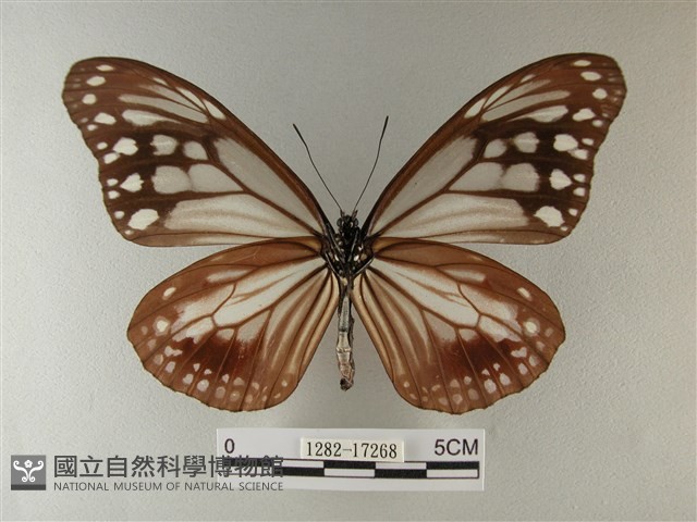 大絹斑蝶藏品圖，第2張