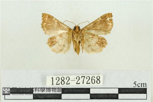 弧角散紋夜蛾藏品圖，第2張