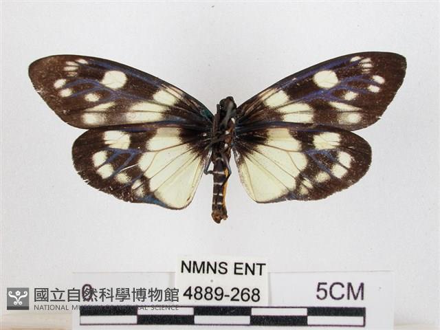 蓬萊茶斑蛾藏品圖，第2張