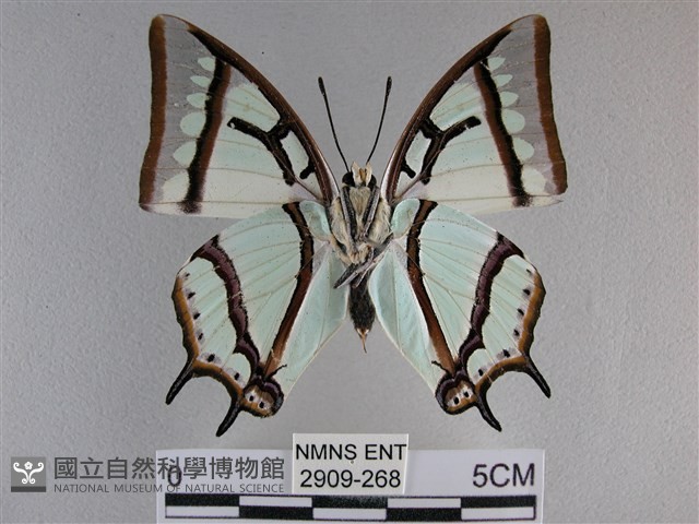 小雙尾蛺蝶藏品圖，第2張