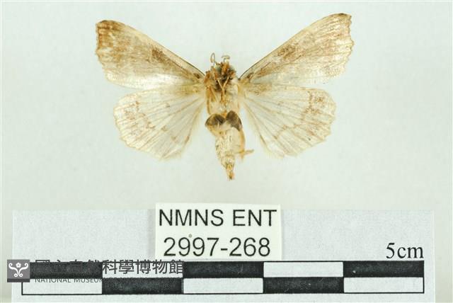 粉紅帶散紋夜蛾藏品圖，第2張