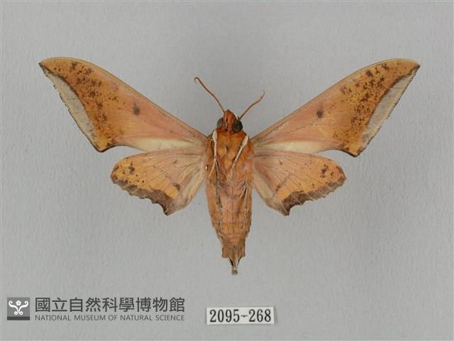 廣東鷹翅天蛾藏品圖，第2張