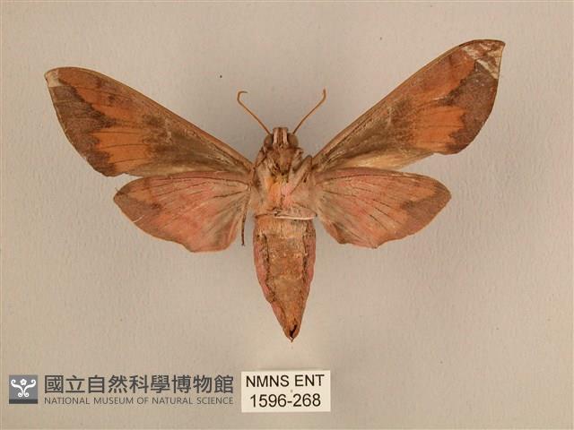 背中白天蛾藏品圖，第2張