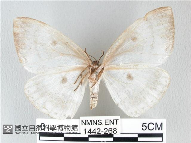 圓翅大鉤蛾藏品圖，第2張