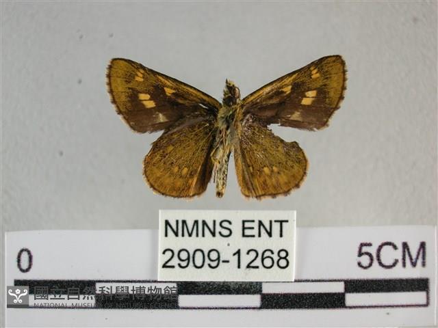 黃星弄蝶藏品圖，第2張