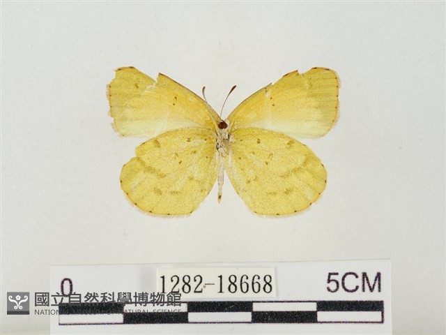 星黃蝶藏品圖，第2張