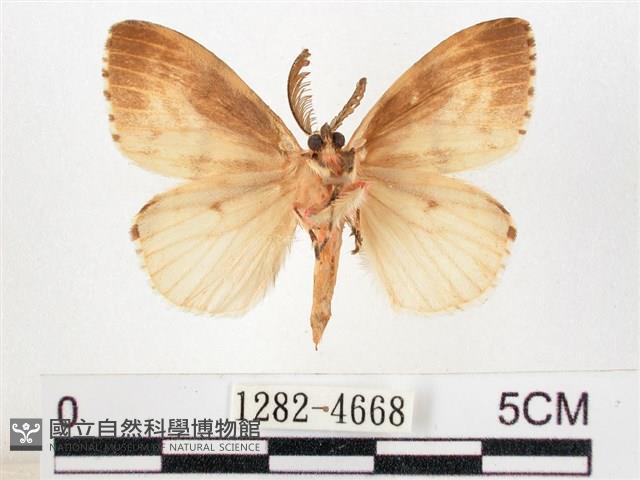 木毒蛾藏品圖，第2張