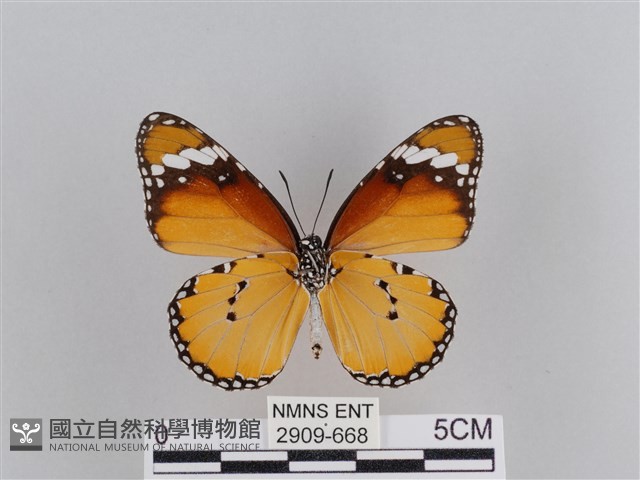樺斑蝶藏品圖，第2張