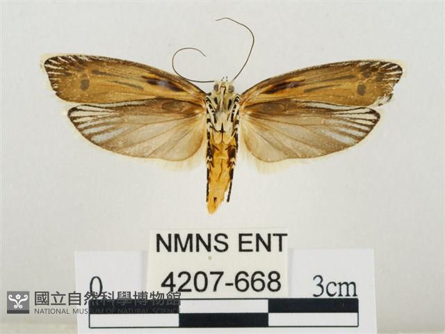 線紋篩蛾藏品圖，第2張