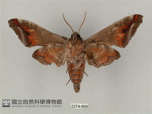 全緣缺角天蛾藏品圖，第2張