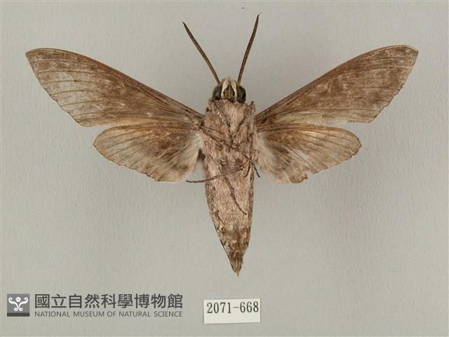 蝦殼天蛾藏品圖，第2張