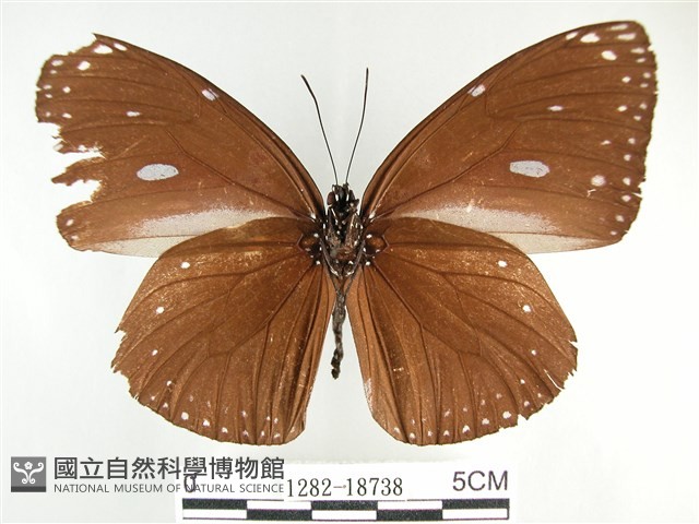圓翅紫斑蝶藏品圖，第2張