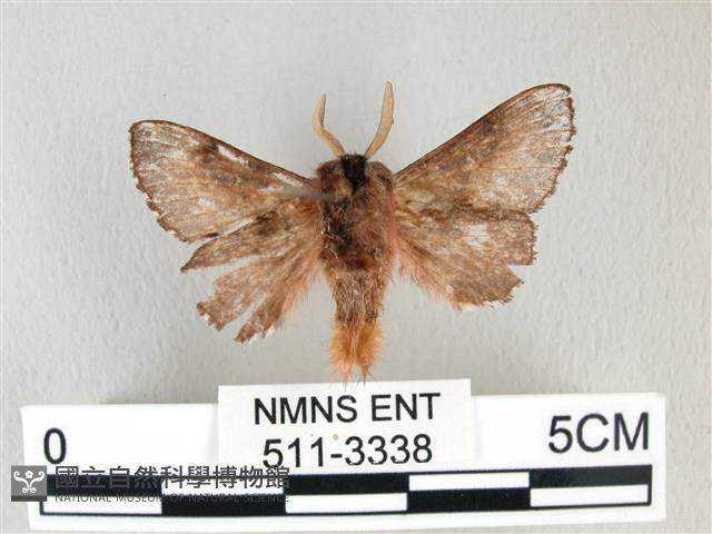 銀肩枯葉蛾藏品圖，第2張