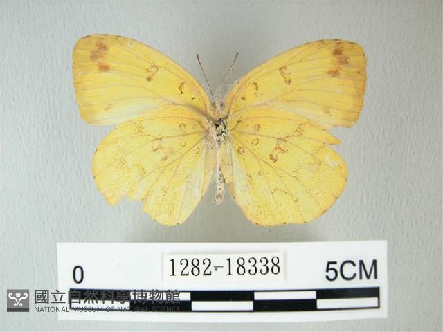 荷氏黃蝶藏品圖，第2張