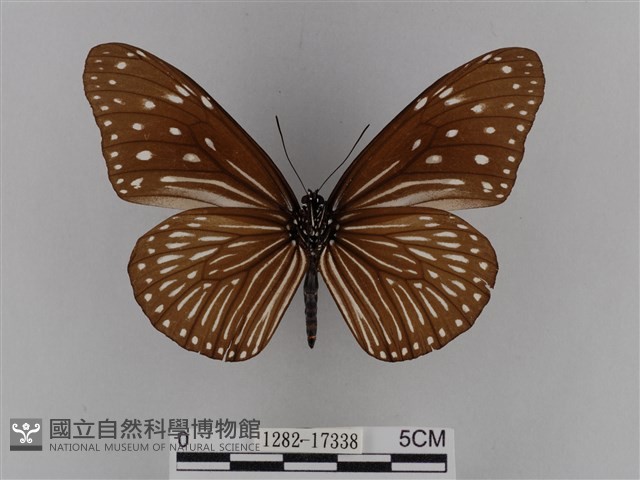 異紋紫斑蝶藏品圖，第2張