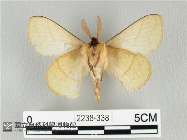 青枯葉蛾藏品圖，第2張