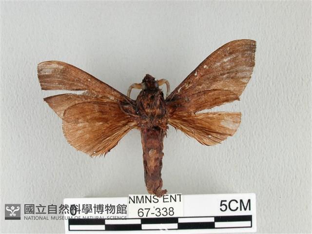 大褐斑枯葉蛾藏品圖，第2張