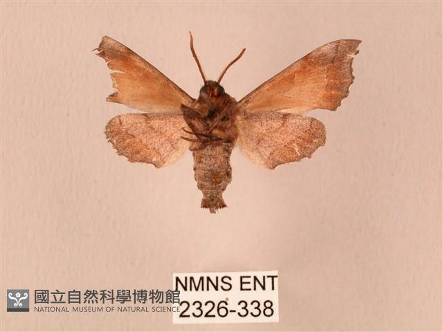 楓天蛾藏品圖，第2張