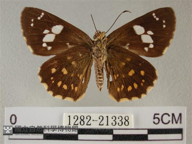 小星弄蝶藏品圖，第2張