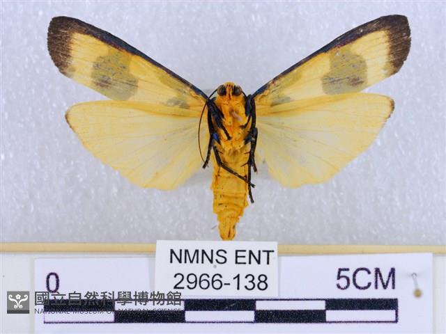 閃光苔蛾藏品圖，第2張