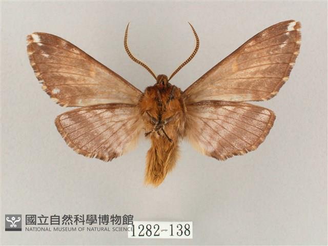 井上氏絨毛天蛾藏品圖，第2張