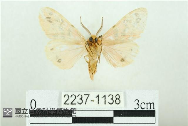 三條橙燈蛾藏品圖，第2張