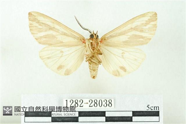 赭新污燈蛾藏品圖，第2張